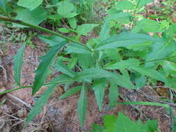 Image of threetooth hawkweed