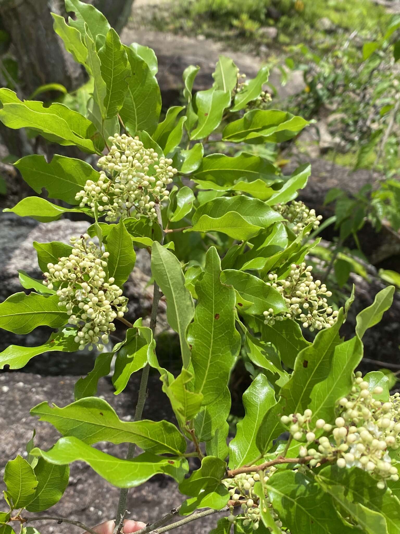 Sivun Peltogyne pauciflora Benth. kuva