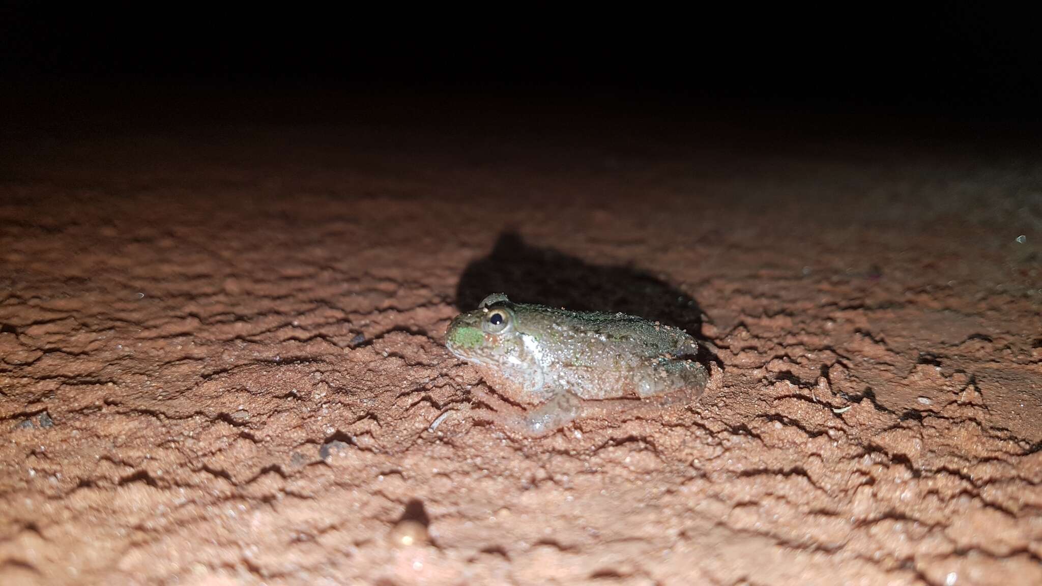 Image of Eastern Water-holding Frog