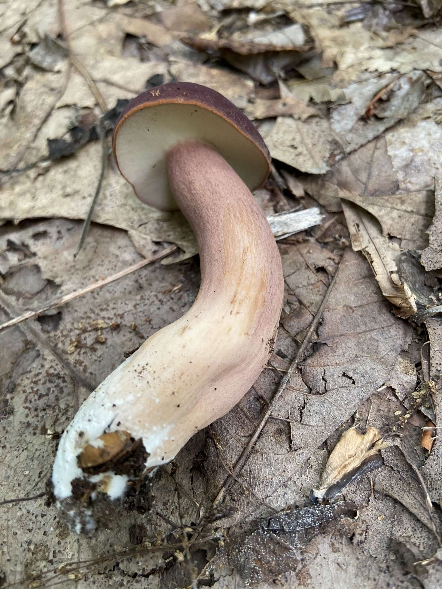 Imagem de Tylopilus badiceps (Peck) A. H. Sm. & Thiers 1971