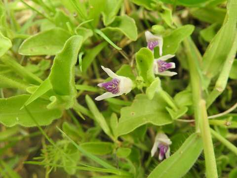 Image of Asystasia retrocarpa T. J. Edwards