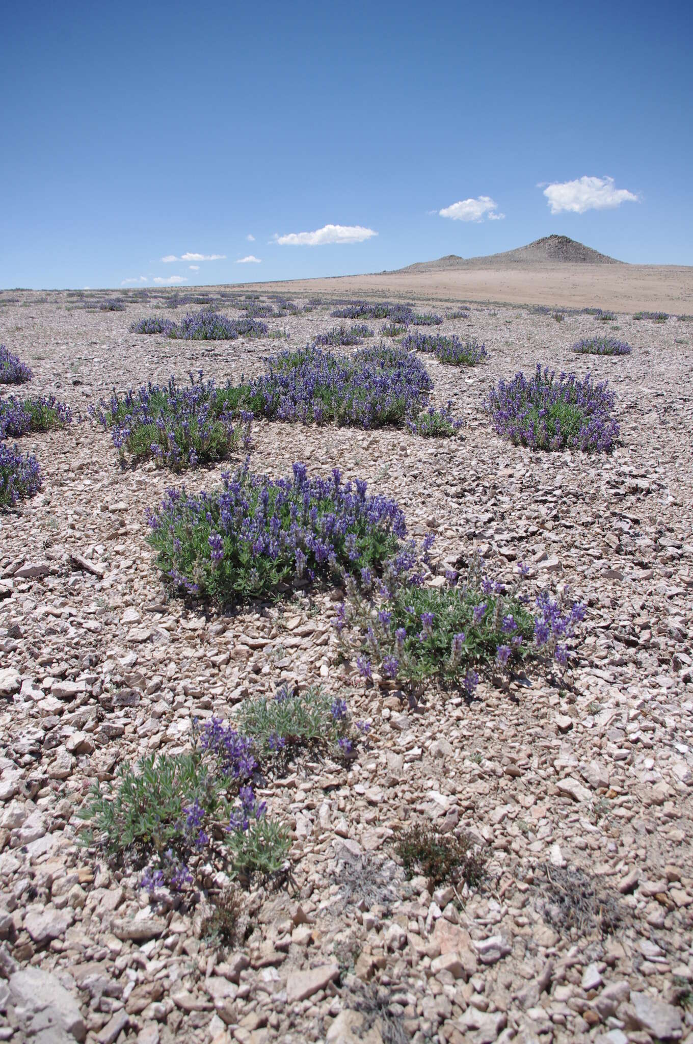 Imagem de Lupinus sellulus var. lobbii (S. Watson) B. J. Cox