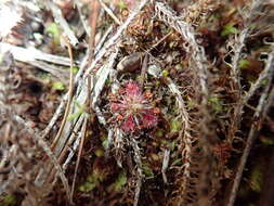 Image of Drosera pygmaea DC.