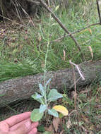 Image of Wild Mustard