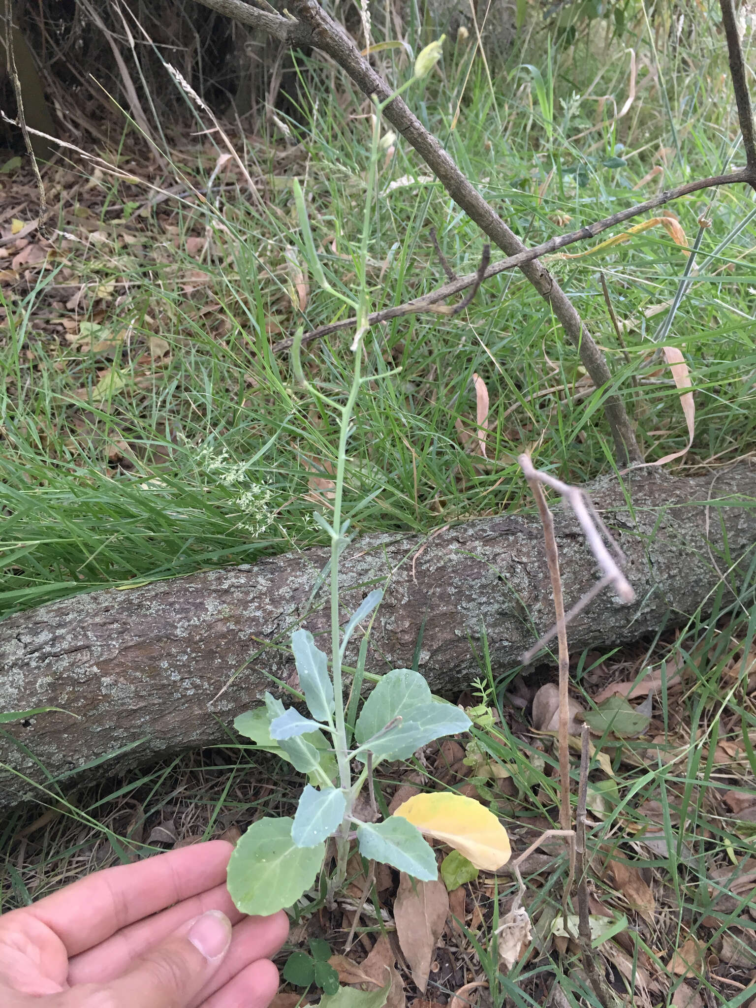 Plancia ëd Brassica oleracea L.