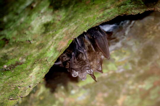 Image of Ruwenzori Horseshoe Bat