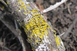 Image of eggyolk lichen