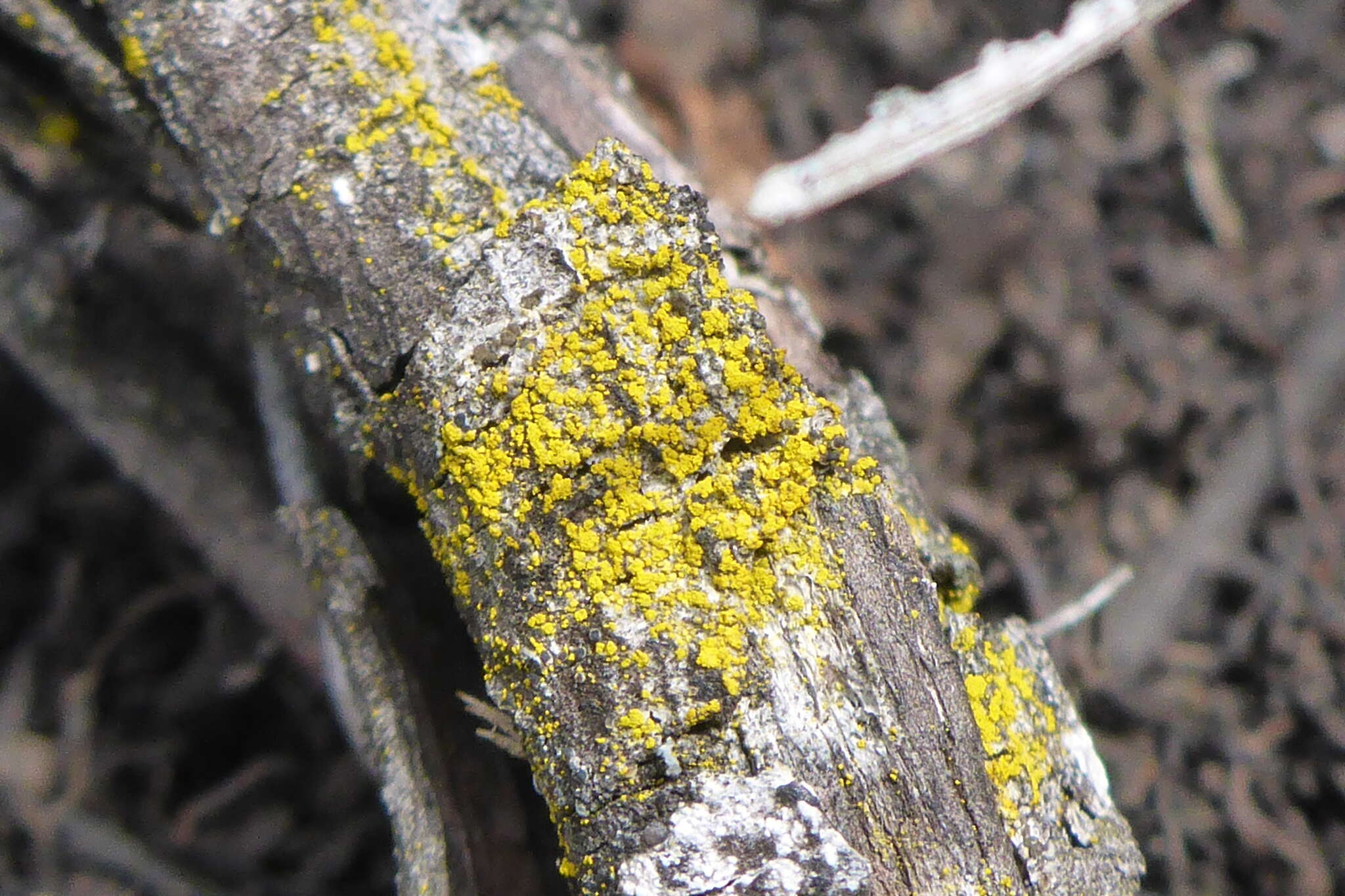 Imagem de Candelariella efflorescens R. C. Harris & W. R. Buck