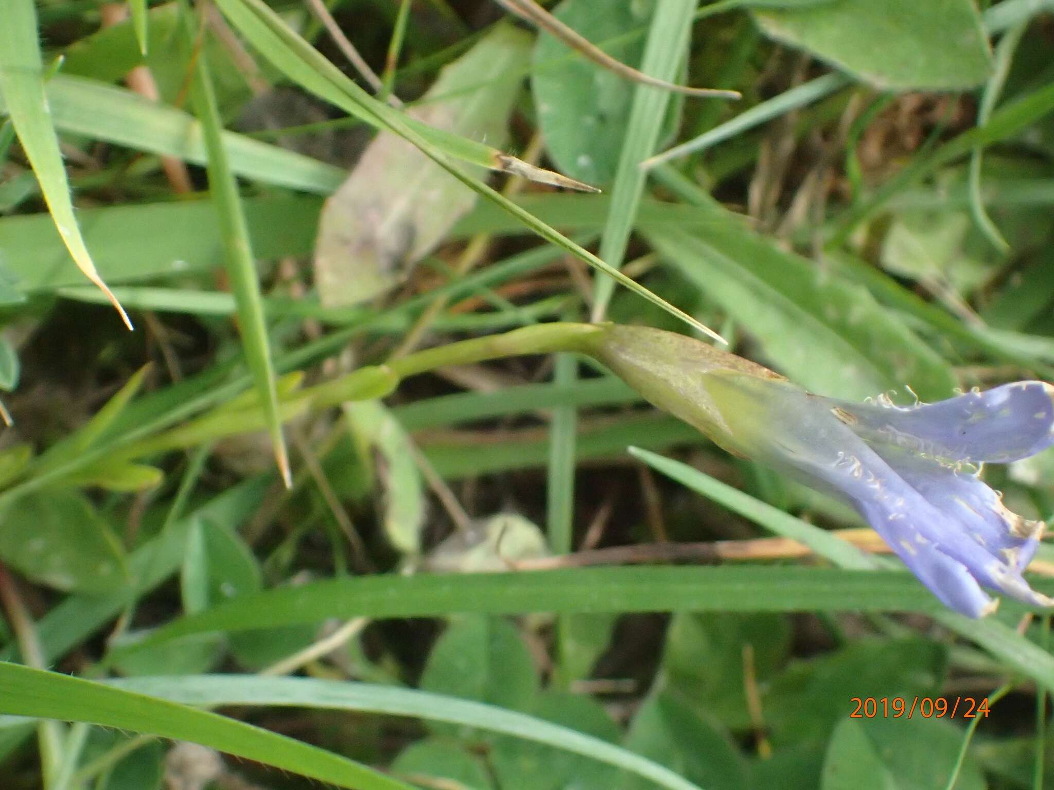 Gentianopsis ciliata (L.) Ma的圖片