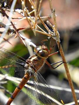 Image of Austrocordulia Tillyard 1909