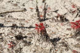 Image of Drosera paleacea subsp. roseana (N. Marchant & Lowrie) Schlauer