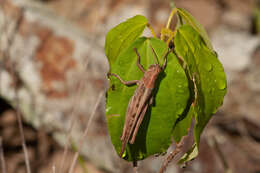 Austracris proxima (Walker & F. 1870) resmi