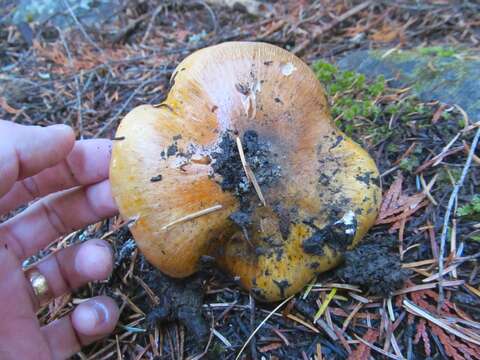 Tricholoma focale (Fr.) Ricken 1914 resmi