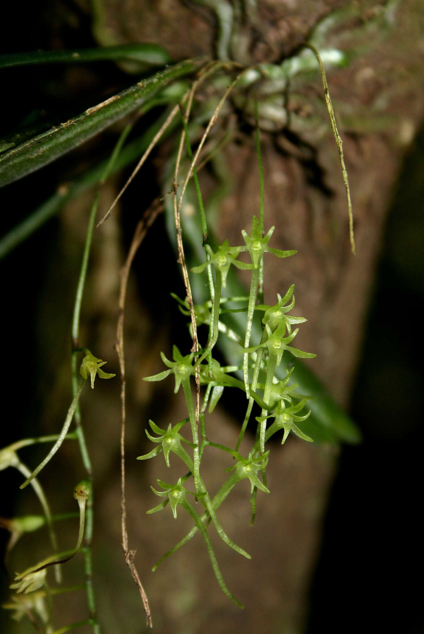 Image of Mystacidium tanganyikense Summerh.