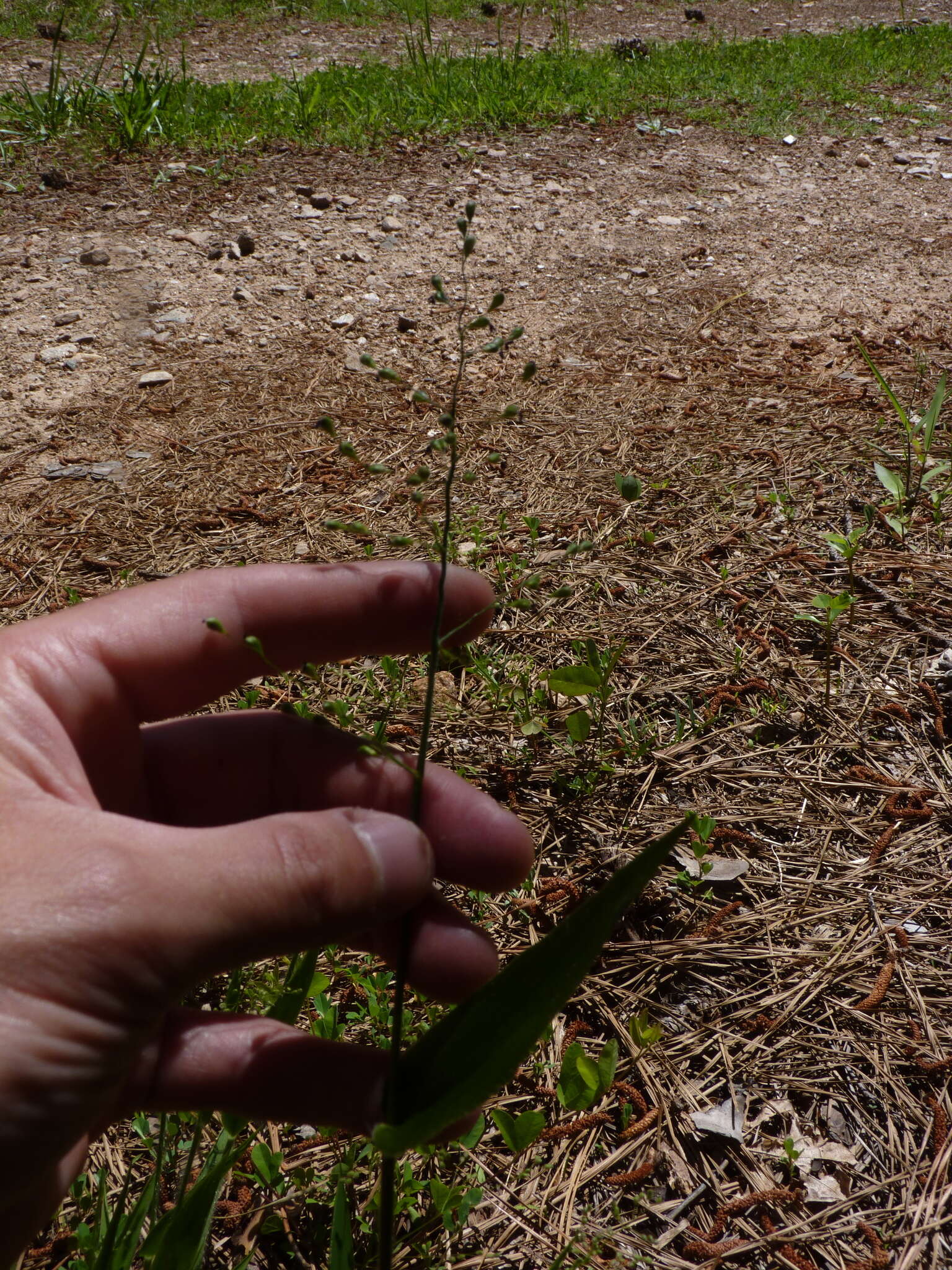 Image of Bosc's panicgrass