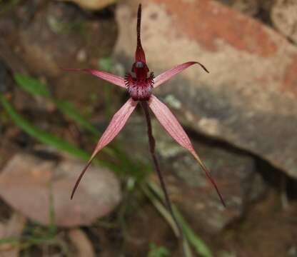 Image of Caladenia clavescens (D. L. Jones) G. N. Backh.