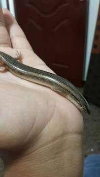 Image of Ocellated Bronze Skink