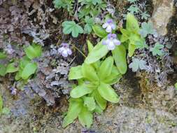 صورة Pinguicula mundi G. Blanca, M. Jamilena, M. Ruiz-Rejan & R. Zamora