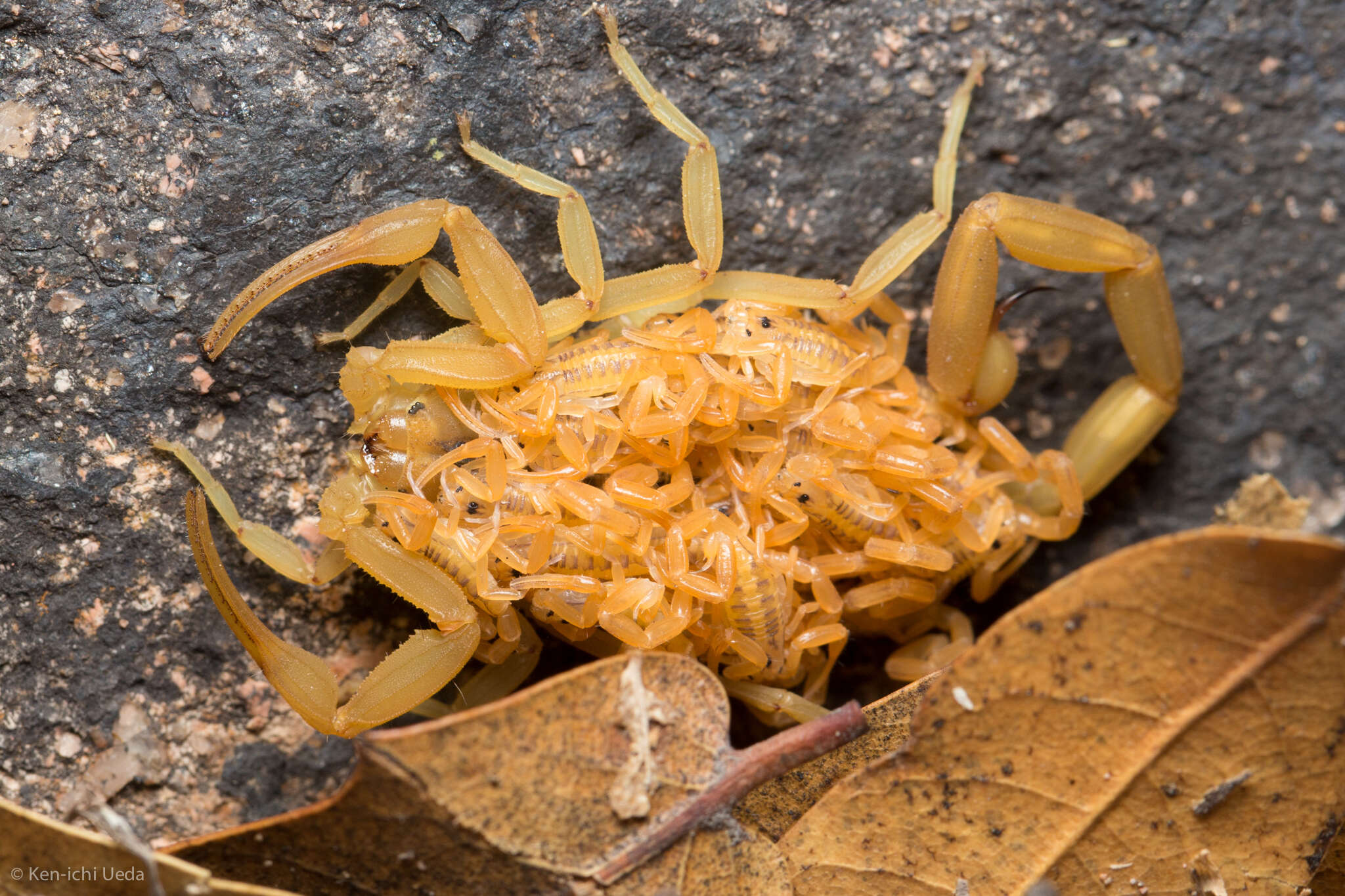 Image of Arizona Bark Scorpion