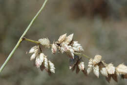 Image of African lovegrass