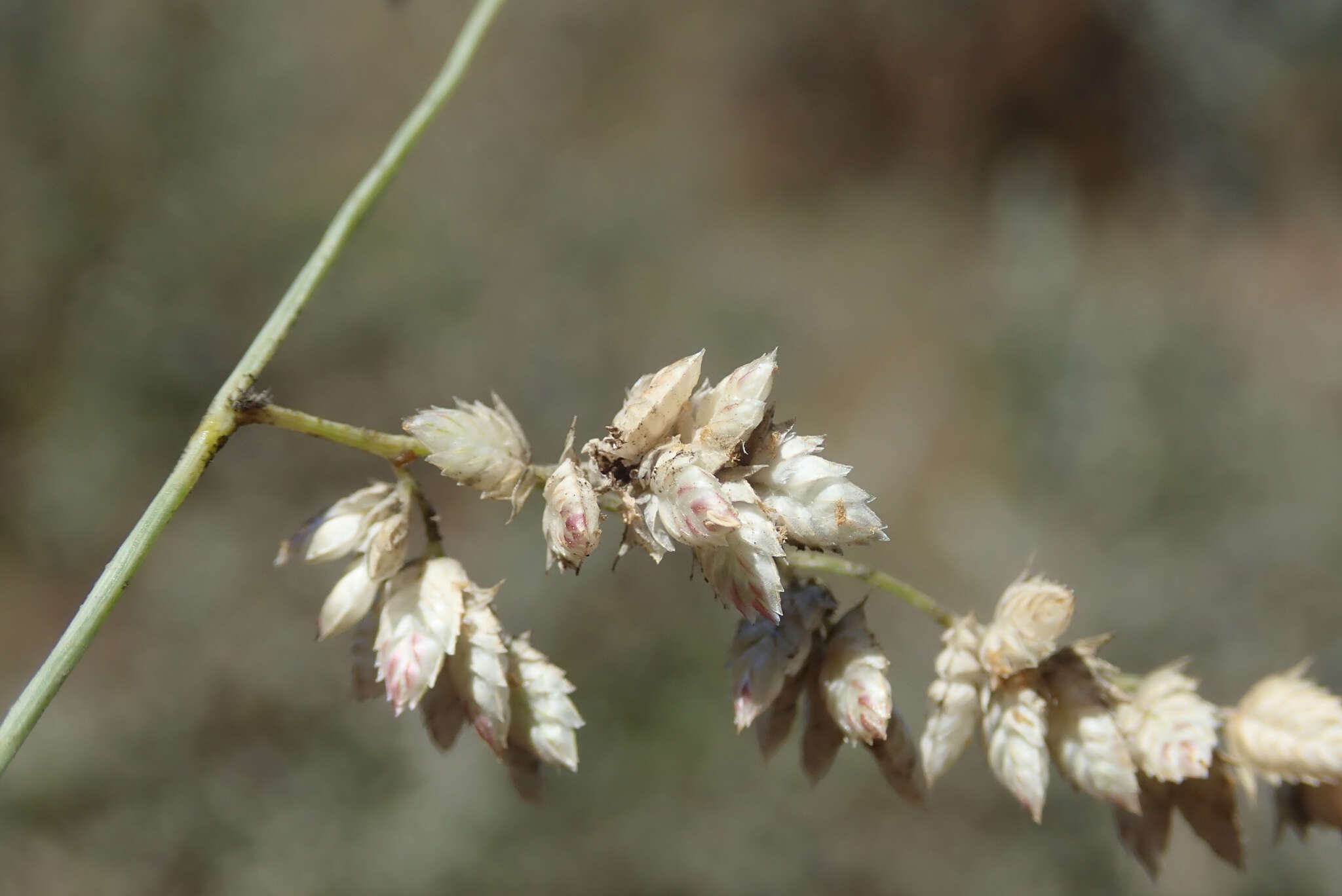 Image of African lovegrass