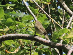 Image of Common Chiffchaff