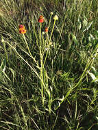 Imagem de Helenium flexuosum Rafin.