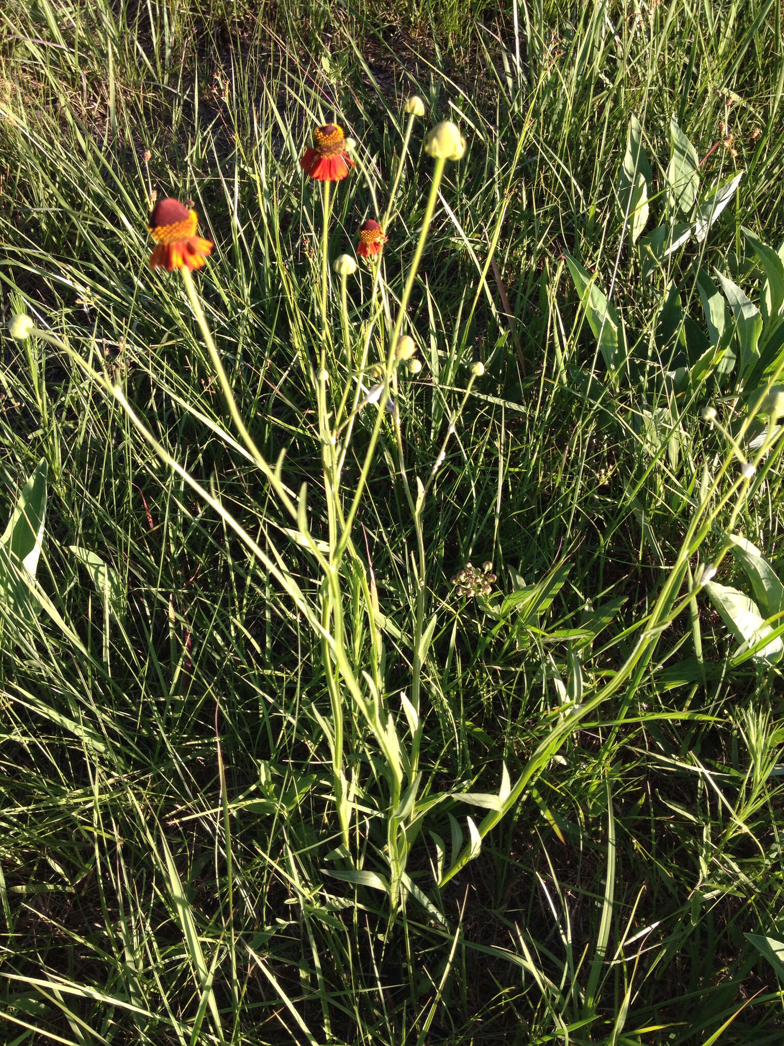 Imagem de Helenium flexuosum Rafin.