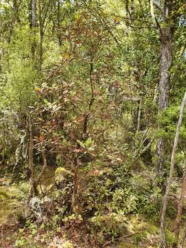 Imagem de Quintinia acutifolia T. Kirk