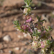 Image of rosy bluebush