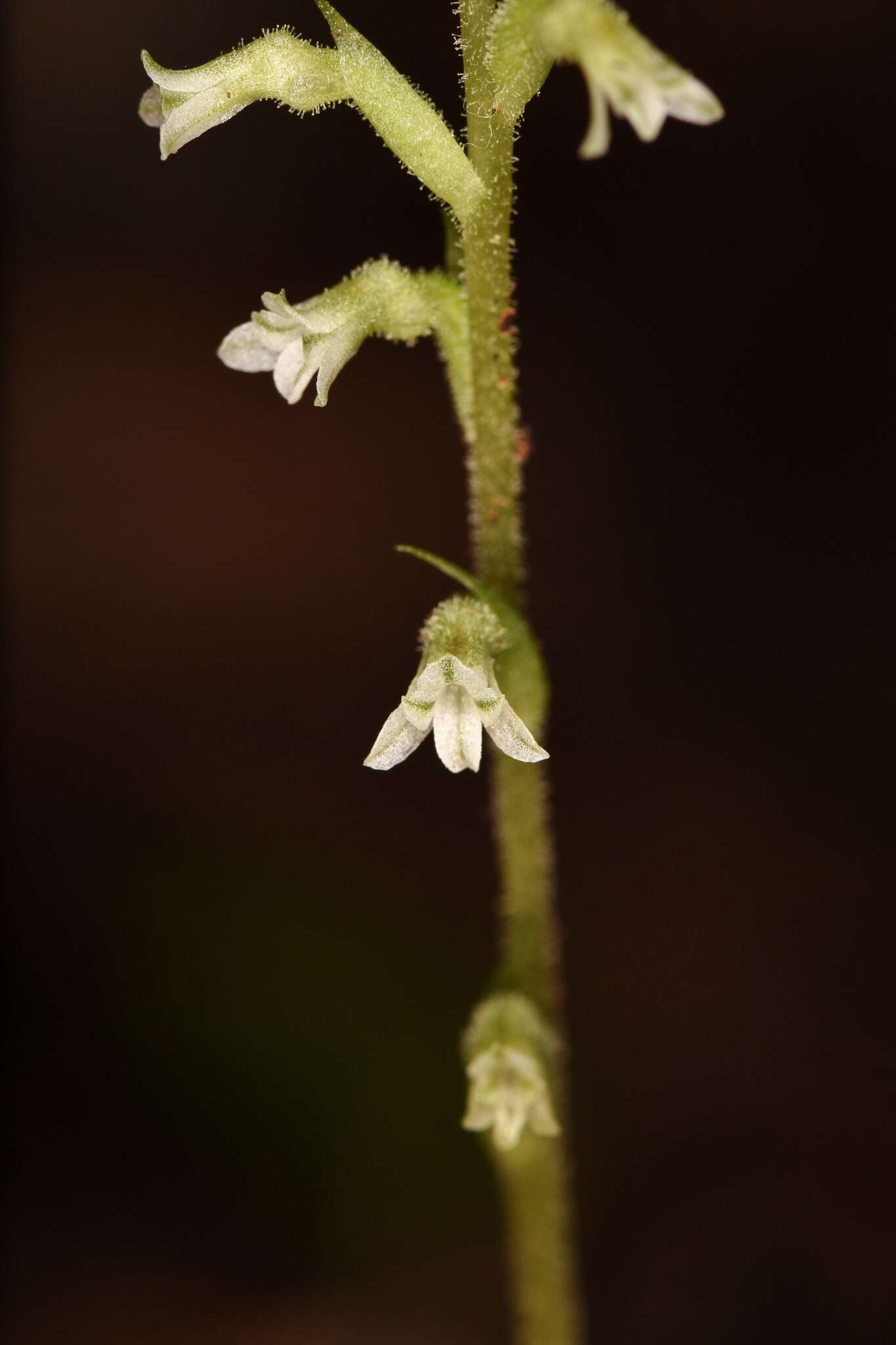 Image of Costa Rican lady's tresses