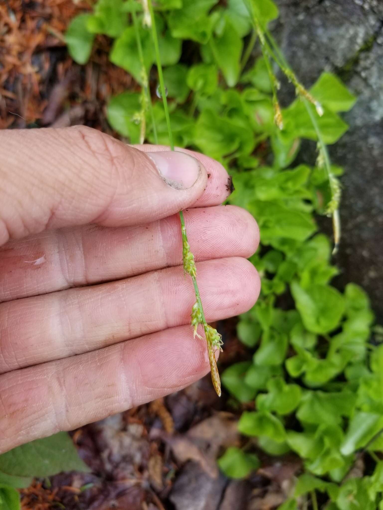 Image of fibrousroot sedge