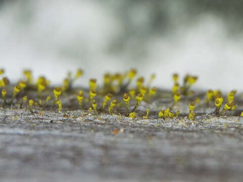 Image of Lemonseed whiskers