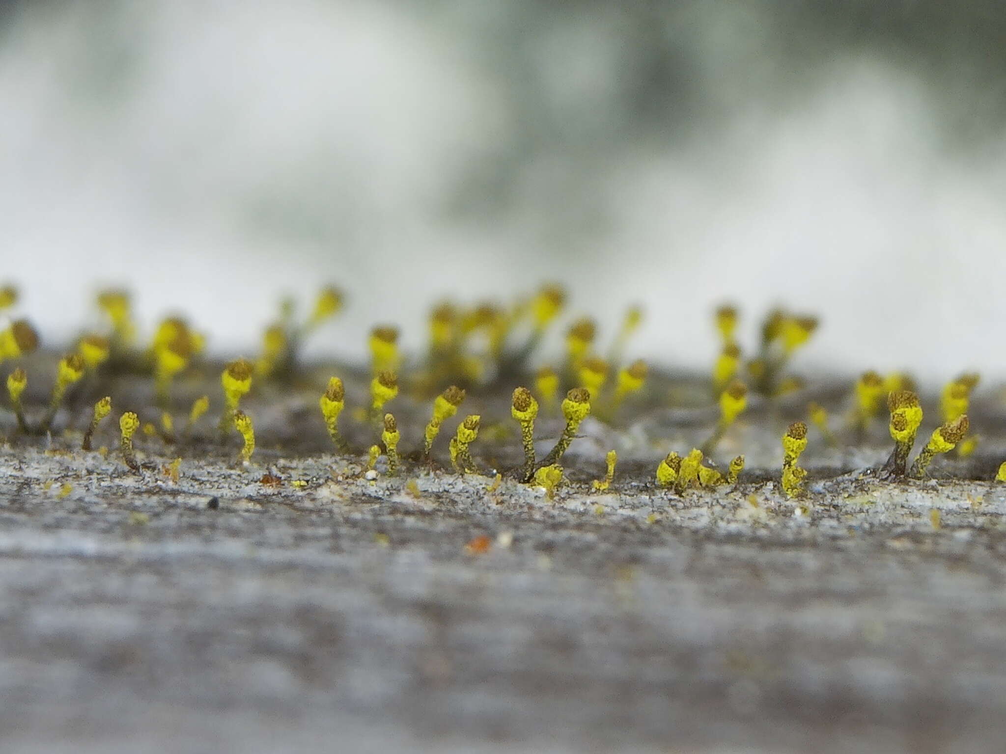 Image of Lemonseed whiskers