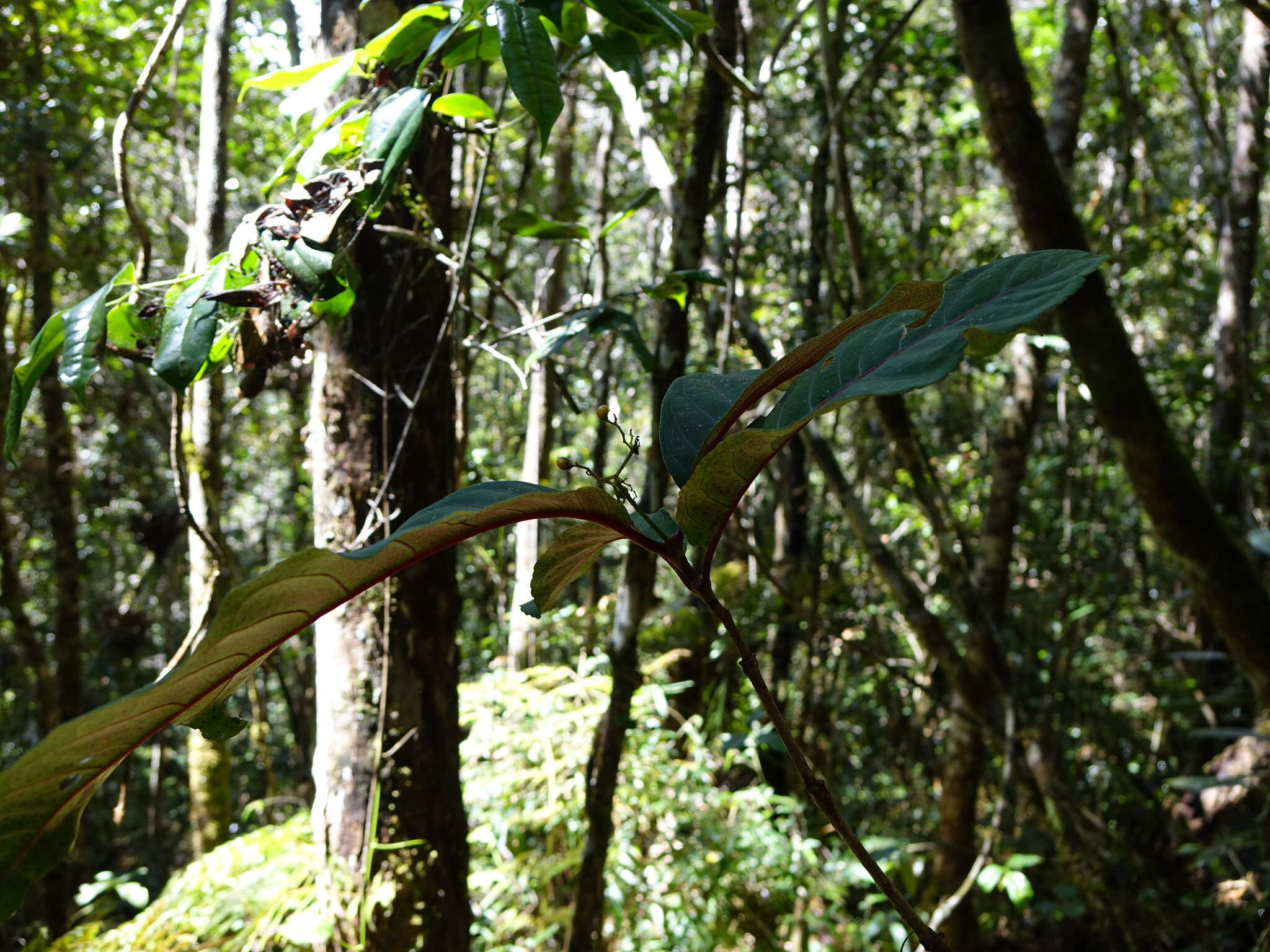 Image of Psorospermum ferrovestitum Baker