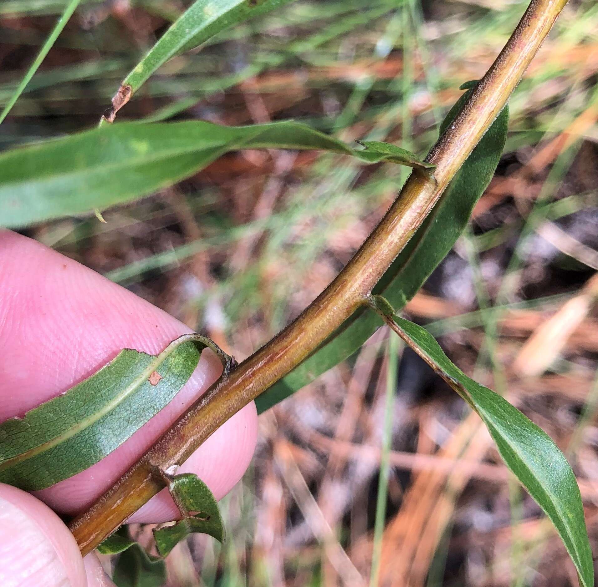 Image of anisescented goldenrod