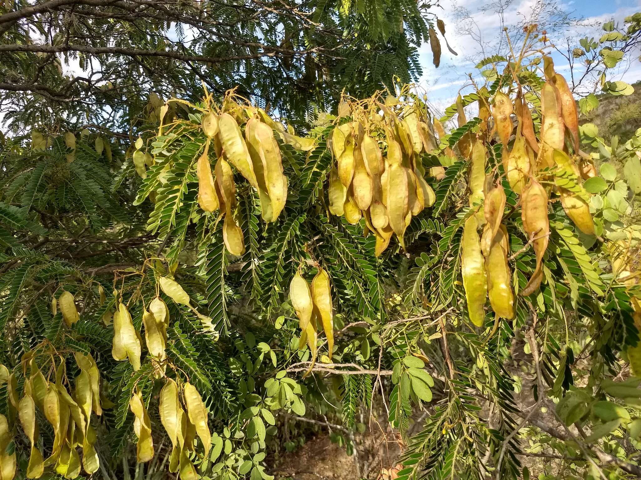 Image of Senna polyantha (Collad.) H. S. Irwin & Barneby