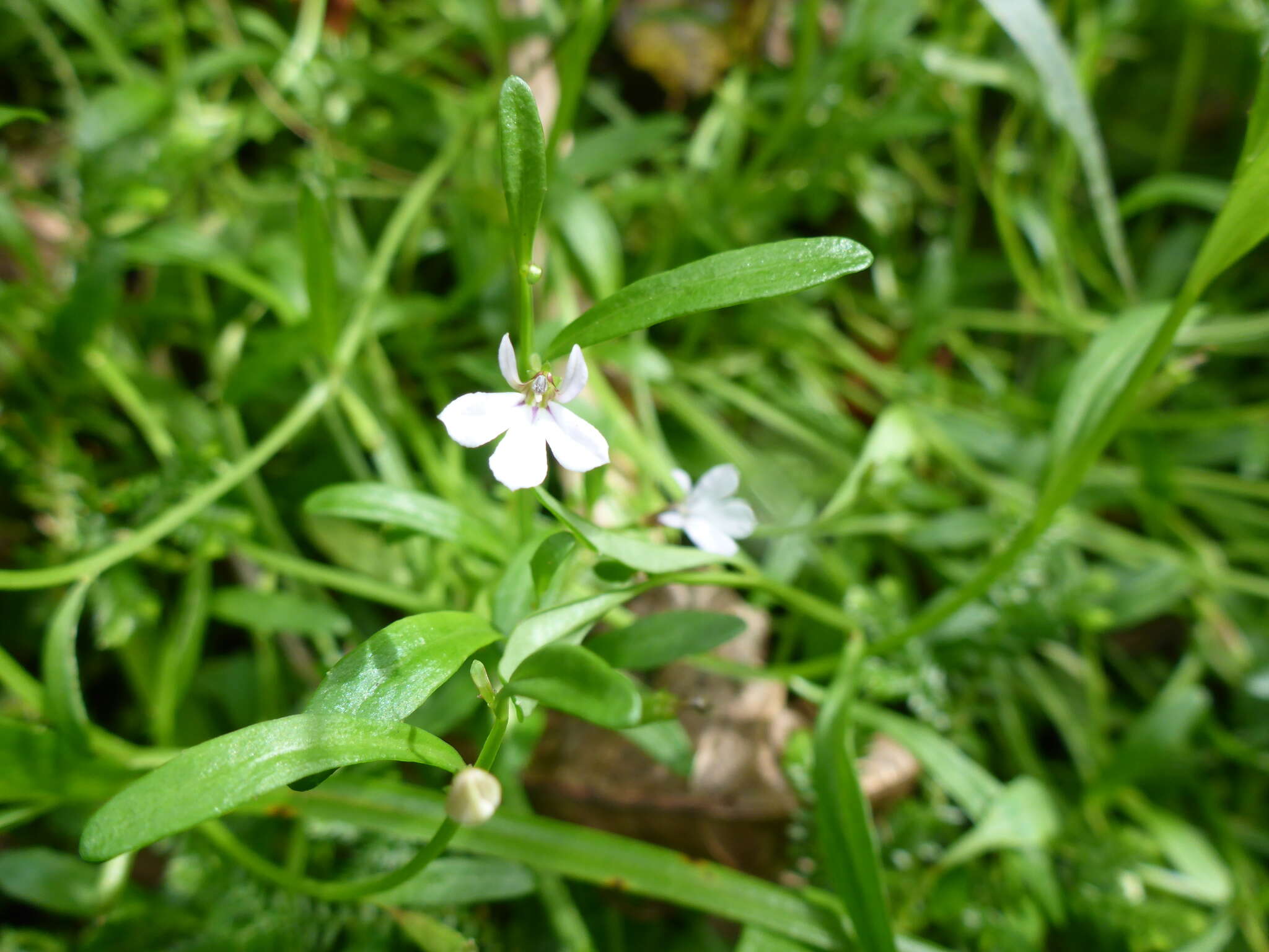 Image of Lobelia anceps L. fil.