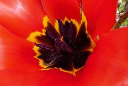 Image of Tulipa fosteriana W. Irving