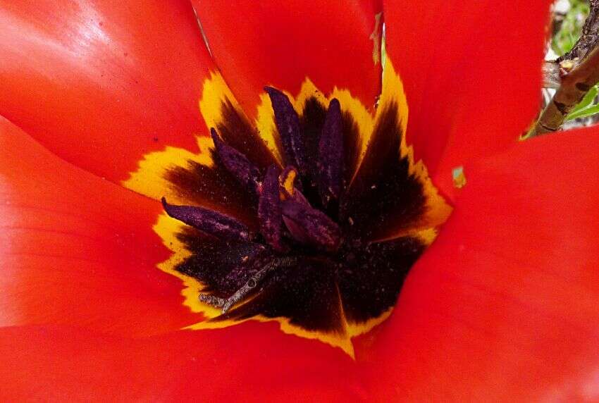 Image of Tulipa fosteriana W. Irving