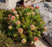 Image of Rhodiola algida (Ledeb.) Fisch. & C. A. Mey.