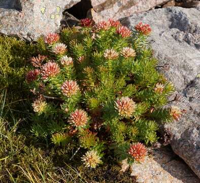 Image of Rhodiola algida (Ledeb.) Fisch. & C. A. Mey.