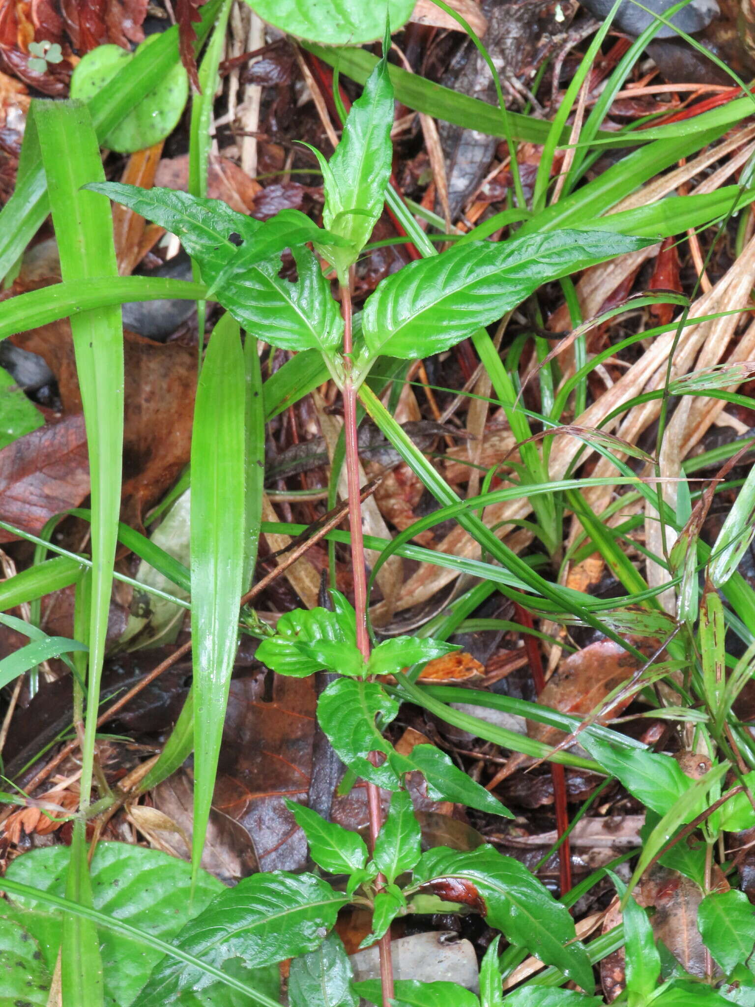 Image of Galopina circaeoides Thunb.