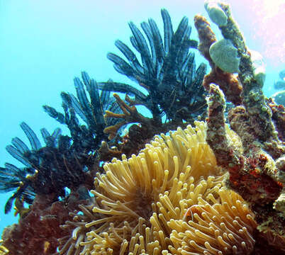 Image of Himerometra AH Clark 1907