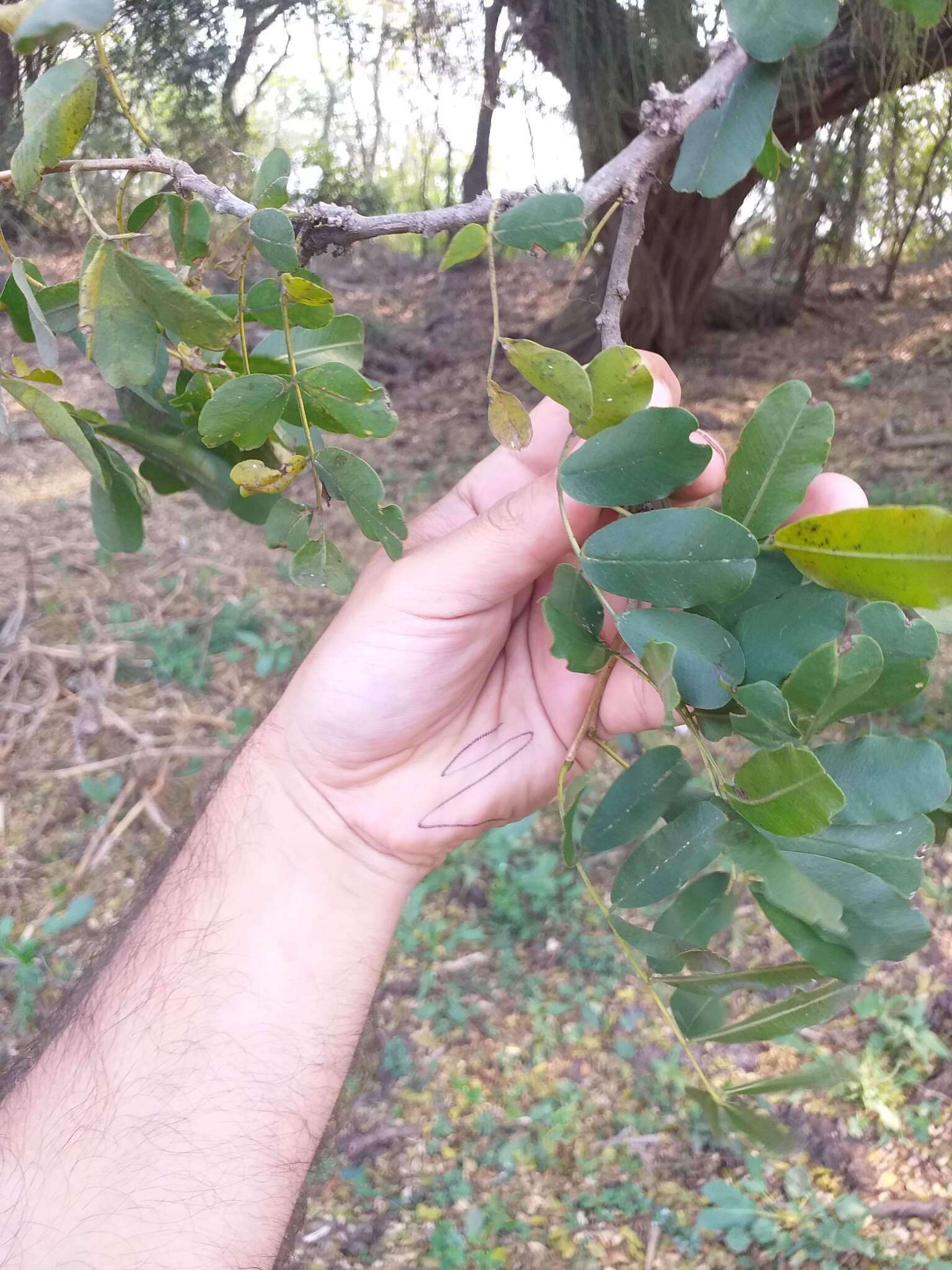 Image of Geoffroea spinosa Jacq.