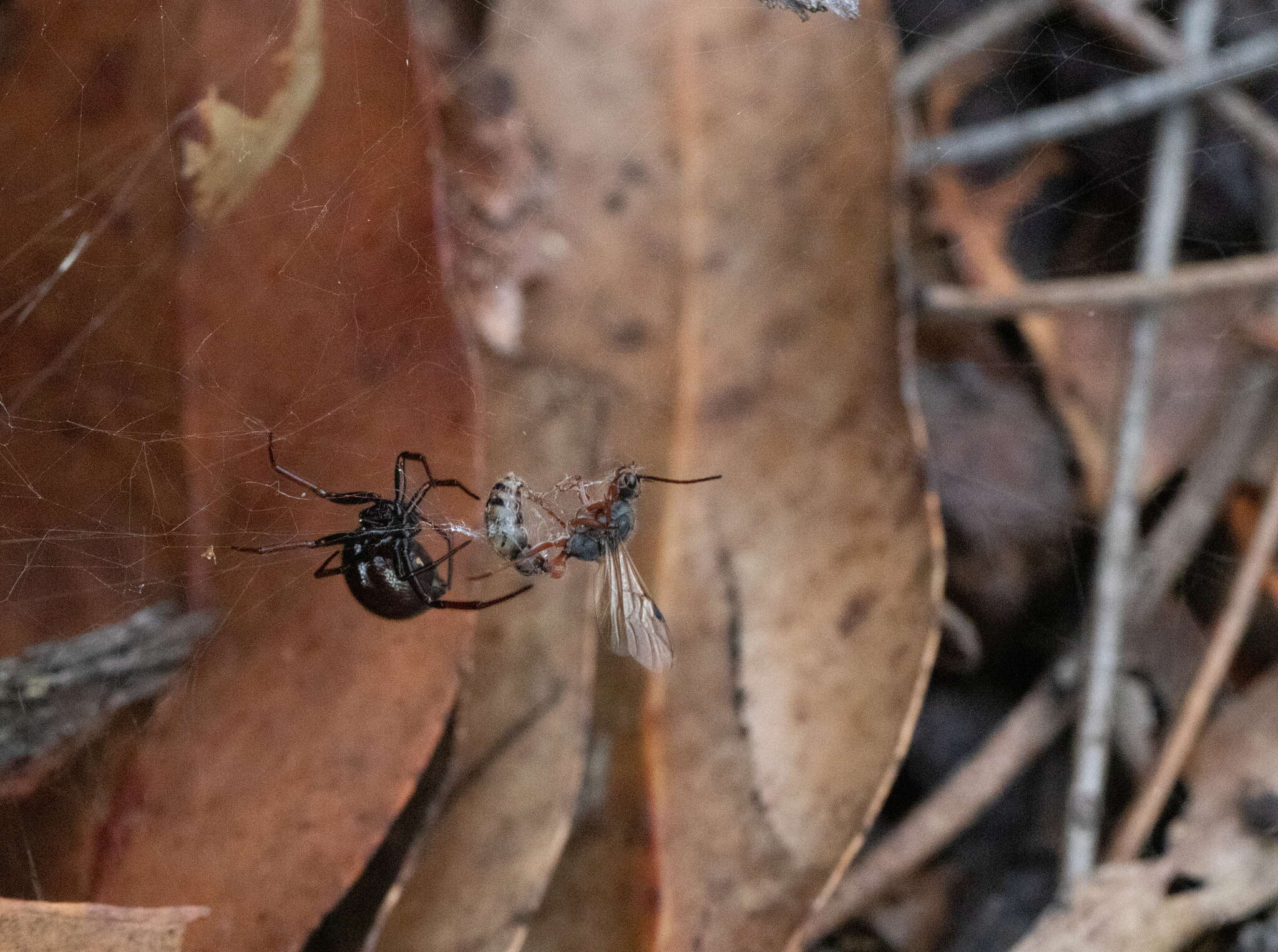 Image of Myrmecia chrysogaster (Clark 1943)