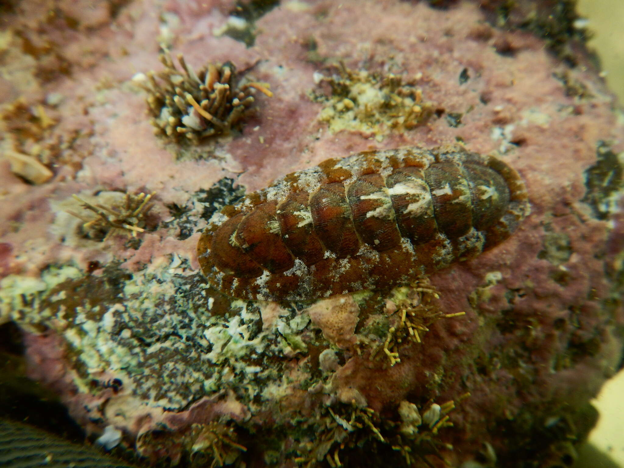 Image of Stenoplax limaciformis (G. B. Sowerby I 1832)