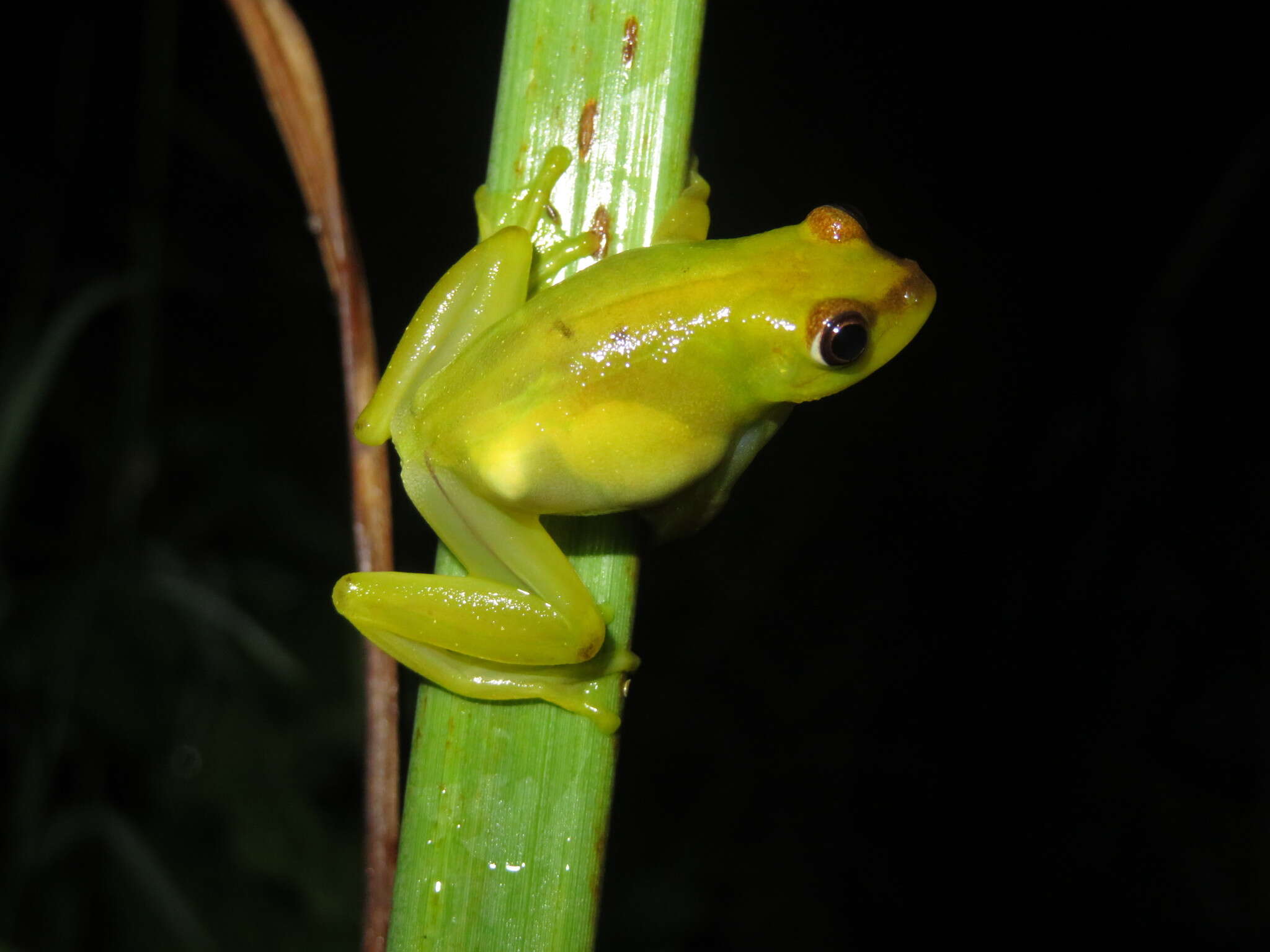 Image of Argus Reed Frog