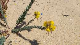 Plancia ëd Linaria polygalifolia Hoffmgg. & Link