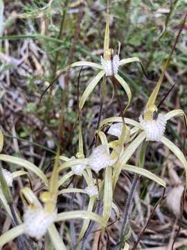 Image of Yellow spider orchid